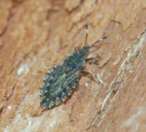 Réf. 199 138 : Aradus sp.