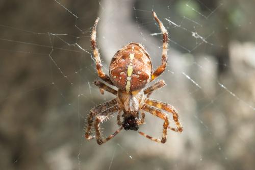 Araneus diadematus