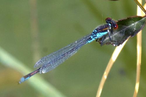 Erythromma viridulum