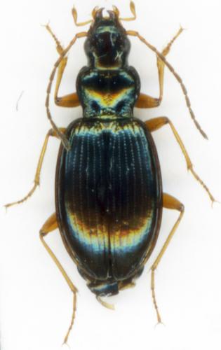 Bembidion stephensii