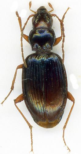 Réf. 199 669 : Bembidion stephensii