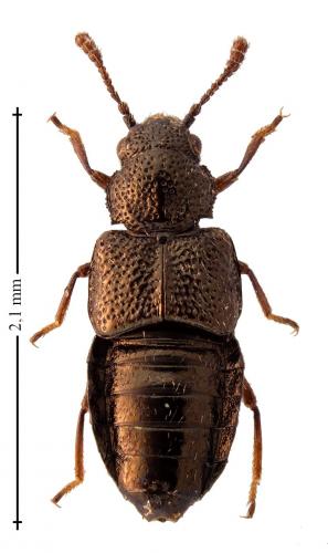 Réf. 199 529 : Syntomium aeneum