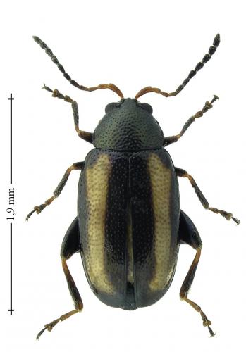 Réf. 199 379 : Phyllotreta vittula