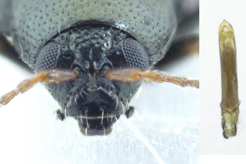Réf. 199 380 : Phyllotreta vittula