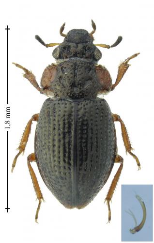 Réf. 199 561 : Ochthebius bicolon