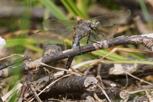 Orthetrum cancellatum