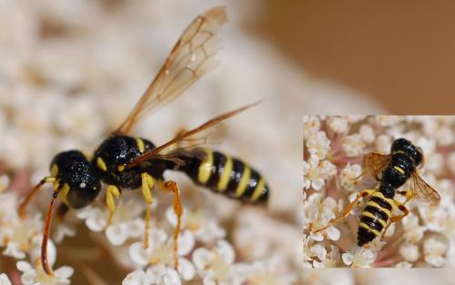 Cerceris sp.