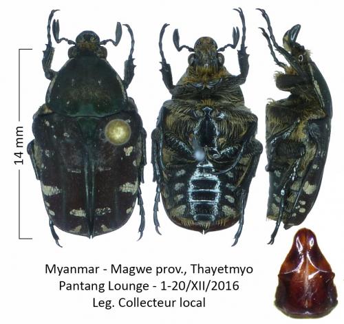 Protaetia miksici