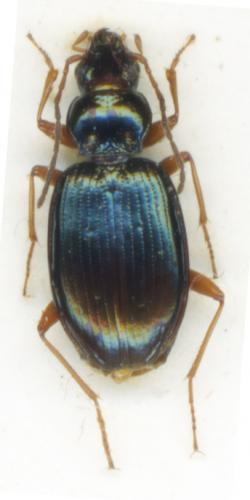 Réf. 199 685 : Bembidion stephensii