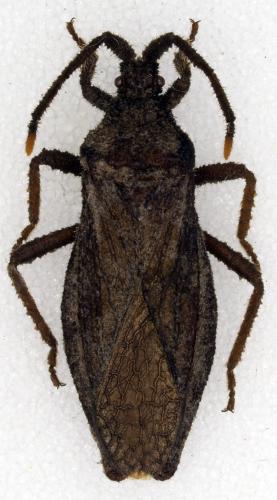 Choerommatus sp.