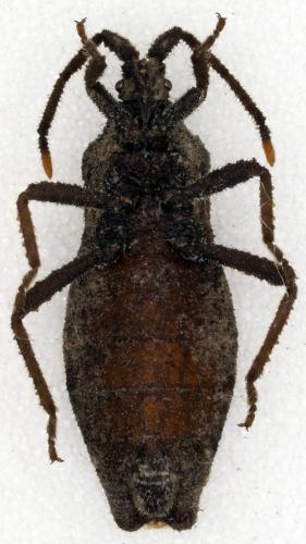 Réf. 199 995 : Choerommatus sp.