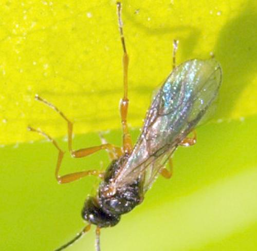 Aphidiinae