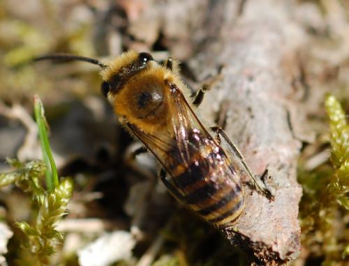 Colletes sp.