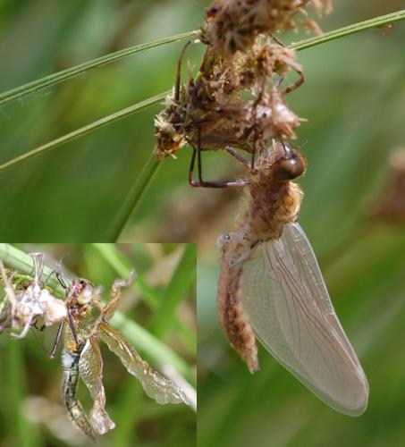 Cordulia aenea