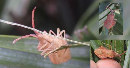 Réf. 199 899 : Haploprocta sulcicornis