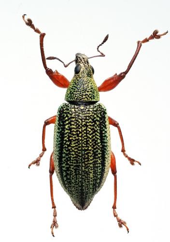 Cratopus sumptuosus
