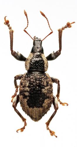 Cratopopsis nitidifrons