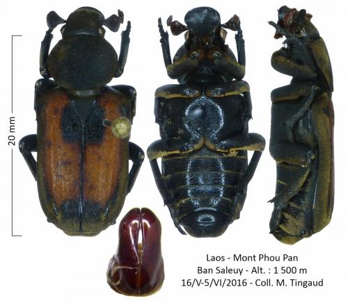 Réf. 199 280 : Clinterocera jucunda