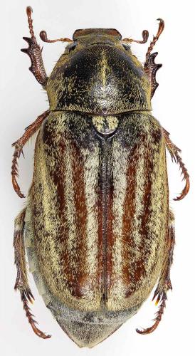 Anoxia reisseri