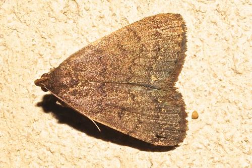 Nodaria nodosalis