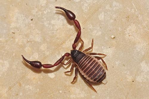 Hysterochelifer meridianus