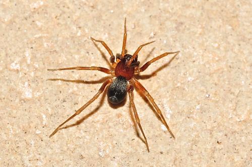 Zodarion sp.