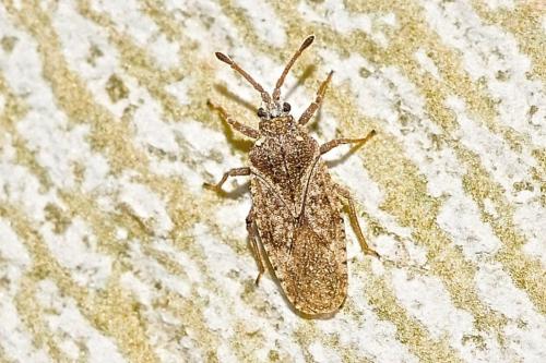 Tingis sp.