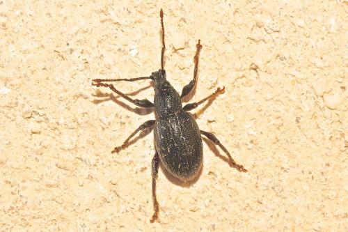 Réf. 199 752 : Otiorhynchus meridionalis
