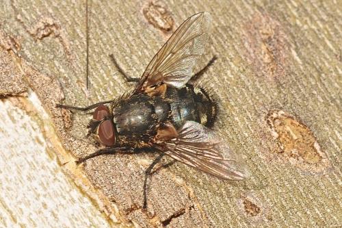 Pollenia sp.