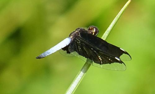 Palpopleura lucia