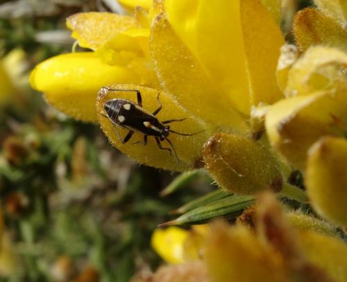 Capsodes sulcatus