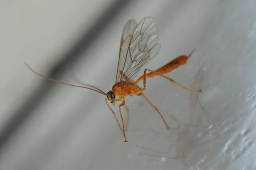 Réf. 199 273 : Netelia sp.