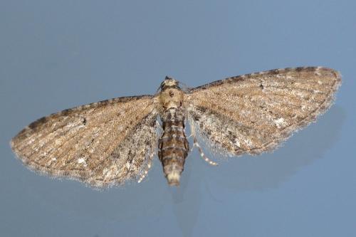 Réf. 199 003 : Eupithecia vulgata