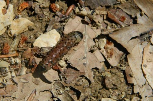 Réf. 199 377 : Apamea sp.