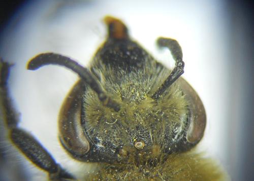 Colletes sp.