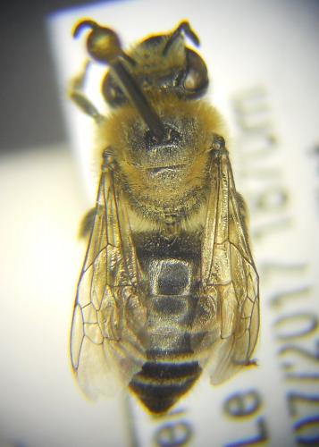 Colletes sp.