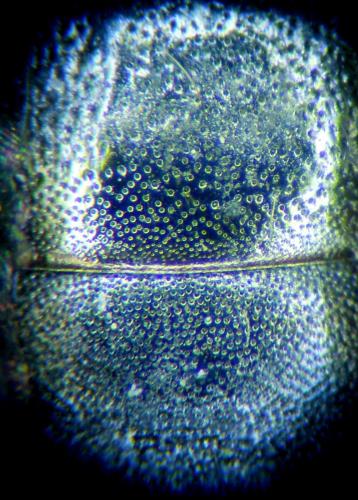Colletes sp.