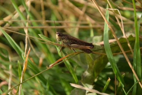 Réf. 199 680 : Stauroderus scalaris scalaris