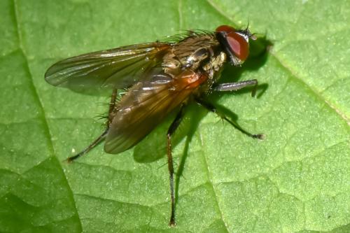 Hydrophoria sp.
