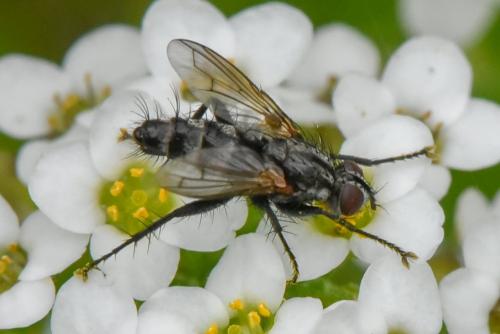 Stevenia sp.