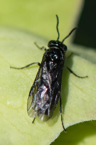 Réf. 199 367 : Monophadnus taegeri