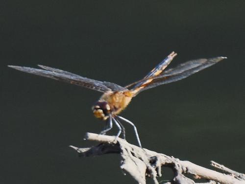 Brachymesia herbida