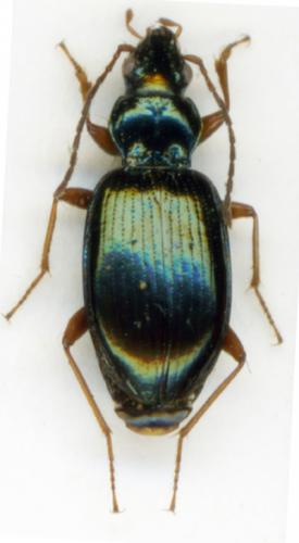 Réf. 199 684 : Bembidion stephensii