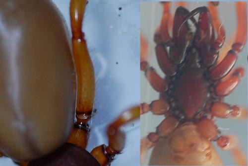 Réf. 199 227 : Dysdera sp.