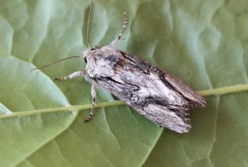 Réf. 199 505 : Egira conspicillaris