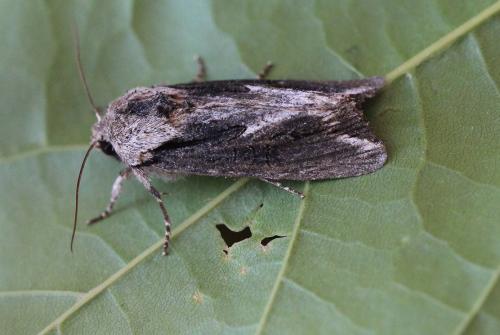 Réf. 199 506 : Egira conspicillaris