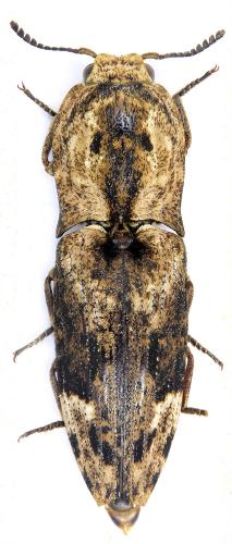 Réf. 199 154 : Cryptalaus elaps