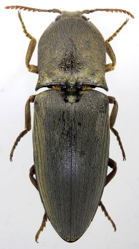 Lanelater luridus