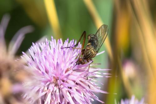 Empis livida