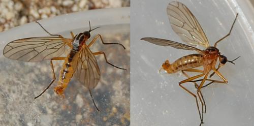 Réf. 199 039 : Empis trigramma